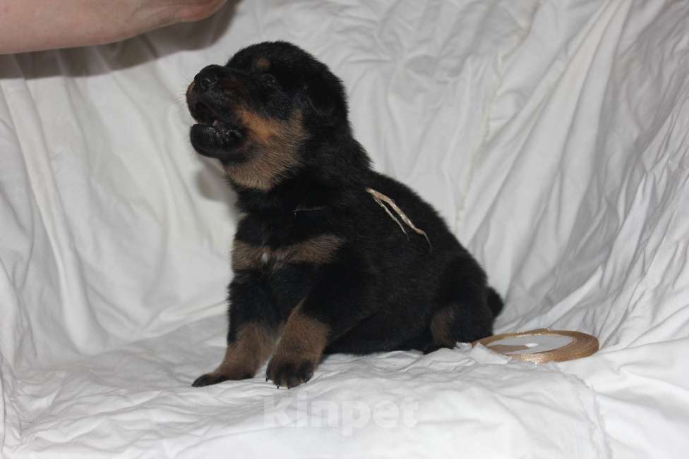 Собаки в Перми: Щенки Босерона  Мальчик, 40 000 руб. - фото 3
