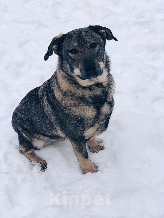 Собаки в Мытищах: Мартин ищет дом Мальчик, Бесплатно - фото 2