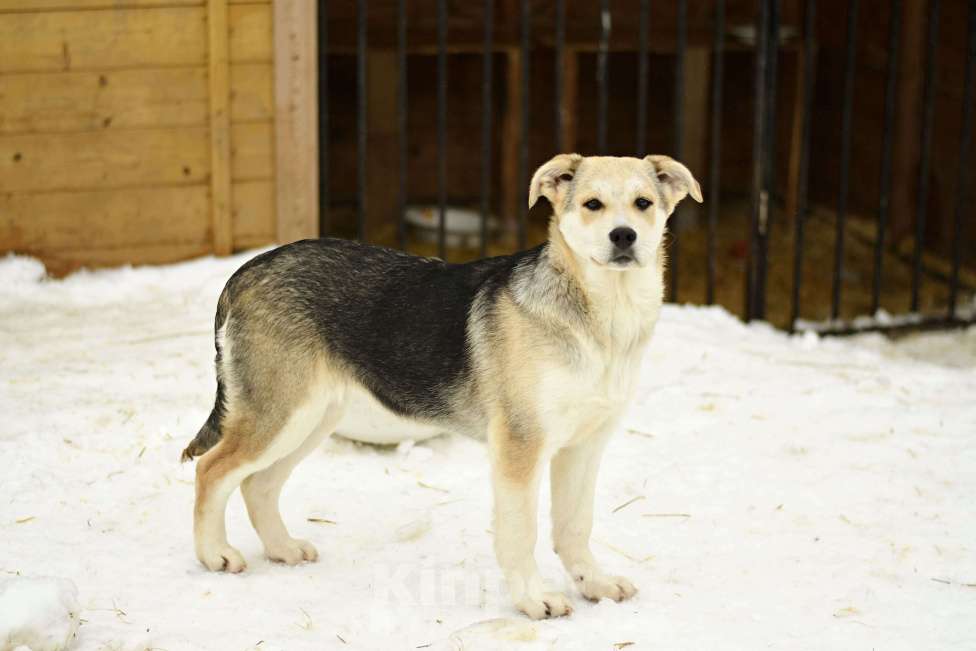 Собаки в Москве: щенок Ася ищет семью Девочка, Бесплатно - фото 1
