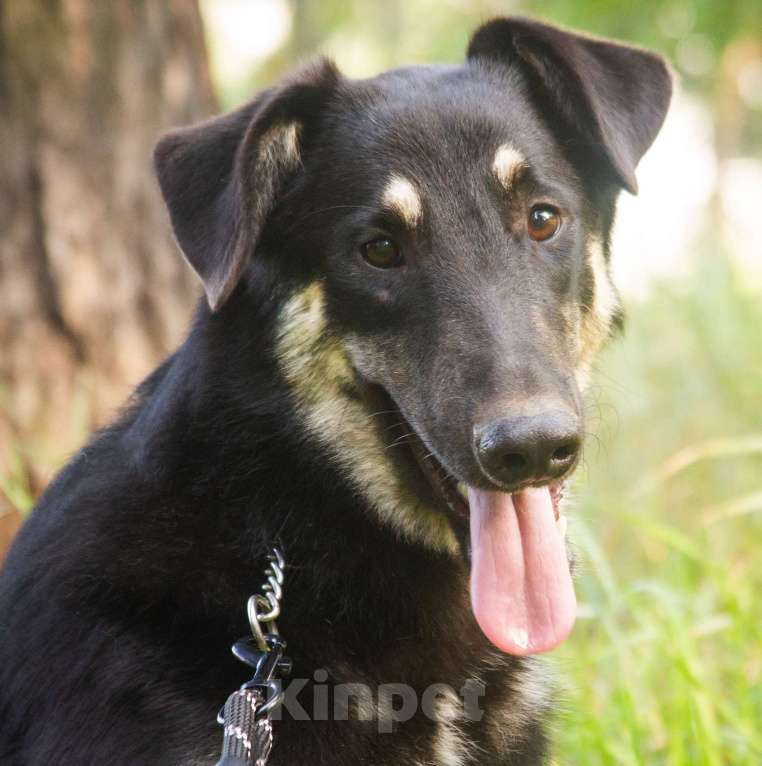 Собаки в Раменском: Лучший друг для детей Мальчик, Бесплатно - фото 2
