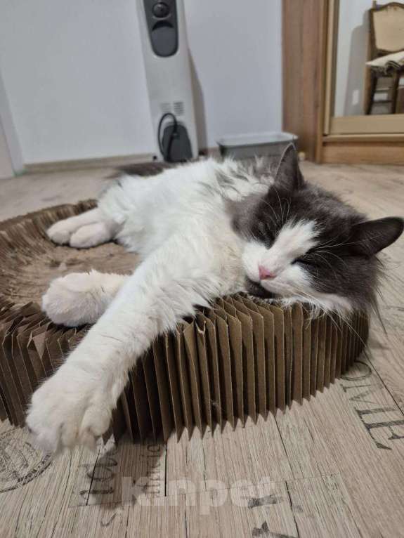 Кошки в Москве: Шикарный пушистый котик Мотя ищет дом! Мальчик, Бесплатно - фото 5