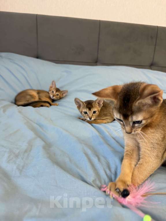 Кошки в Арамиле: Абиссинский котёнок Мальчик, 35 000 руб. - фото 2