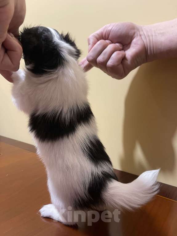 Собаки в других городах Московской области: Чихуахуа клубная девочка Девочка, 75 000 руб. - фото 2