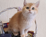 Кошки в Москве: Золотой котёнок Скоттиш-страйт  Мальчик, 50 000 руб. - фото 1