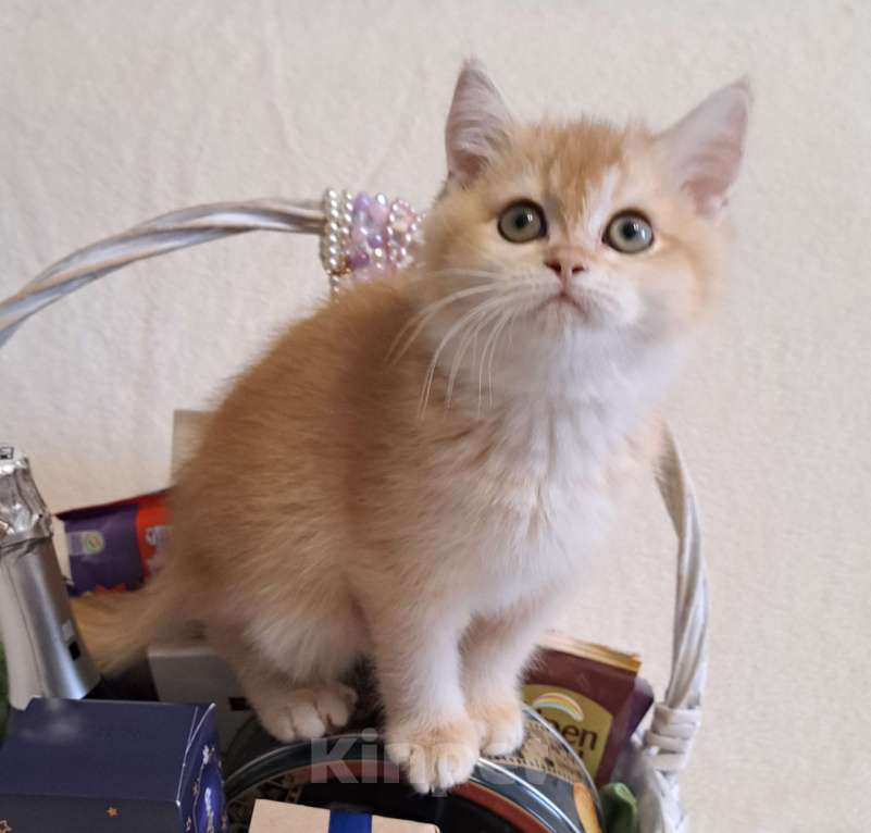 Кошки в Москве: Золотой котёнок Скоттиш-страйт  Мальчик, 50 000 руб. - фото 1