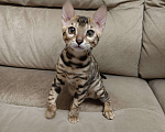 Кошки в Москве: Великолепный котенок ищет новый дом. Девочка, 30 000 руб. - фото 1