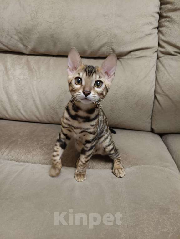 Кошки в Москве: Великолепный котенок ищет новый дом. Девочка, 30 000 руб. - фото 1