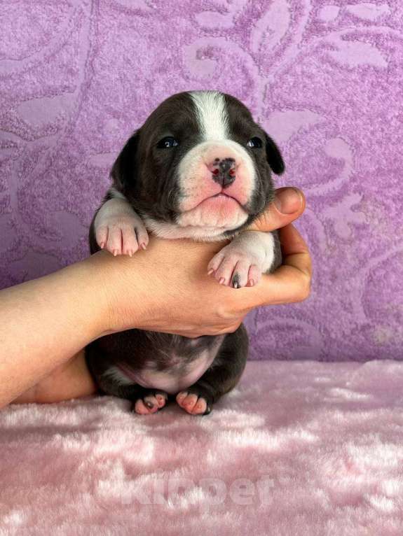 Собаки в Москве: Шикарная девочка амстаффа Девочка, 120 000 руб. - фото 1