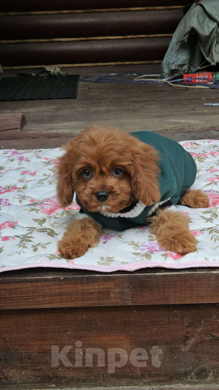 Собаки в Москве: Мальчик кавапу в окрасе ред браун Мальчик, 90 000 руб. - фото 1