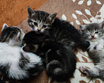 Кошки в Ростове-на-Дону: Отдаю бесподобных котят в добрые руки Девочка, Бесплатно - фото 6