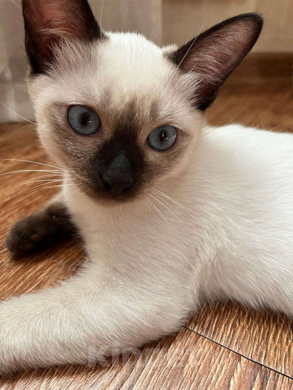 Кошки в Москве: Тайский котёнок Чарли Мальчик, 60 000 руб. - фото 3