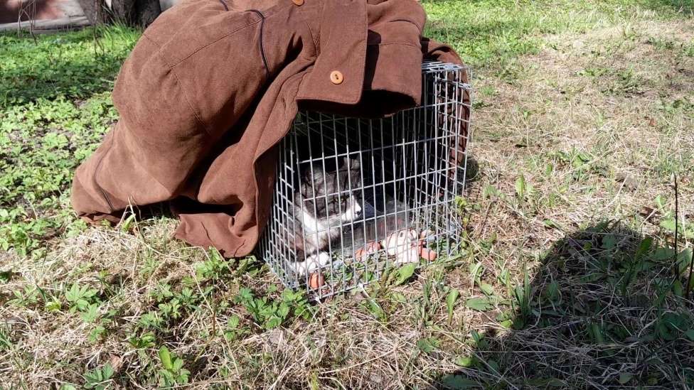 Кошки в Санкт-Петербурге: срочно нужен дом Девочка, Бесплатно - фото 5