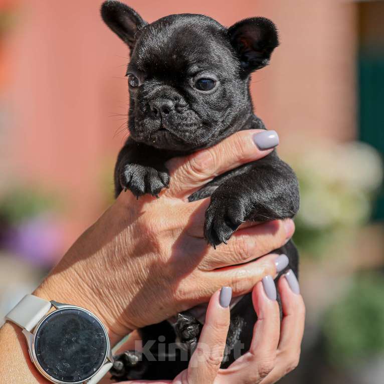 Собаки в Нижнем Новгороде:  мальчик французского бульдога Мальчик, 40 000 руб. - фото 2