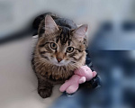 Кошки в Иваново: Пропал кот  Мальчик, Бесплатно - фото 1