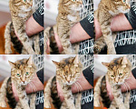 Кошки в Москве: Кошка с потрясающим трогательным взглядом в добрые руки Девочка, Бесплатно - фото 6