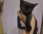 Кошки в Красногорске: Котенок Ночка 1,5 месяца ждет родителей  Девочка, Бесплатно - фото 1