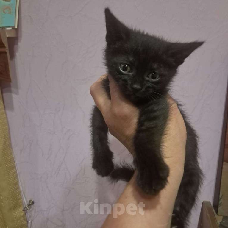 Кошки в Красногорске: Котенок Ночка 1,5 месяца ждет родителей  Девочка, Бесплатно - фото 1