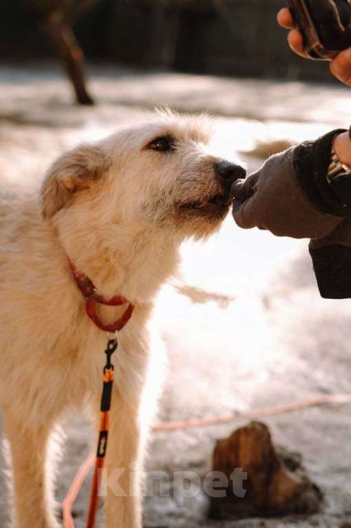 Собаки в Всеволожске: Альфа, преданный терьер ищет дом Девочка, Бесплатно - фото 3