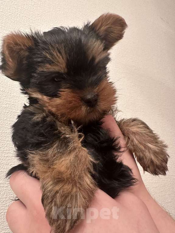 Собаки в Перми: Очень милая девочка  Девочка, 25 000 руб. - фото 1