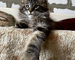 Кошки в Иркутске: Котята породы мейн-кун Мальчик, 35 000 руб. - фото 6