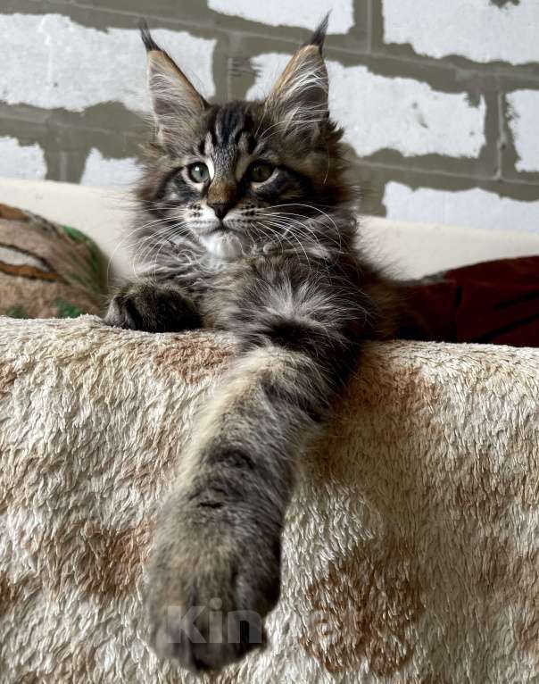 Кошки в Иркутске: Котята породы мейн-кун Мальчик, 45 000 руб. - фото 6