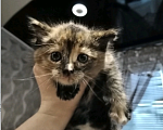 Кошки в Тюмени: Найден котёнок, отдам в добрые руки себе не можем оставить так как у ребенка аллергия Девочка, 1 руб. - фото 1