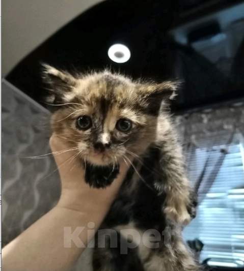 Кошки в Тюмени: Найден котёнок, отдам в добрые руки себе не можем оставить так как у ребенка аллергия Девочка, 1 руб. - фото 1