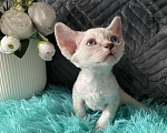 Кошки в Москве: Котенок Девон Рекс мальчик с голубыми глазами Мальчик, 60 000 руб. - фото 4
