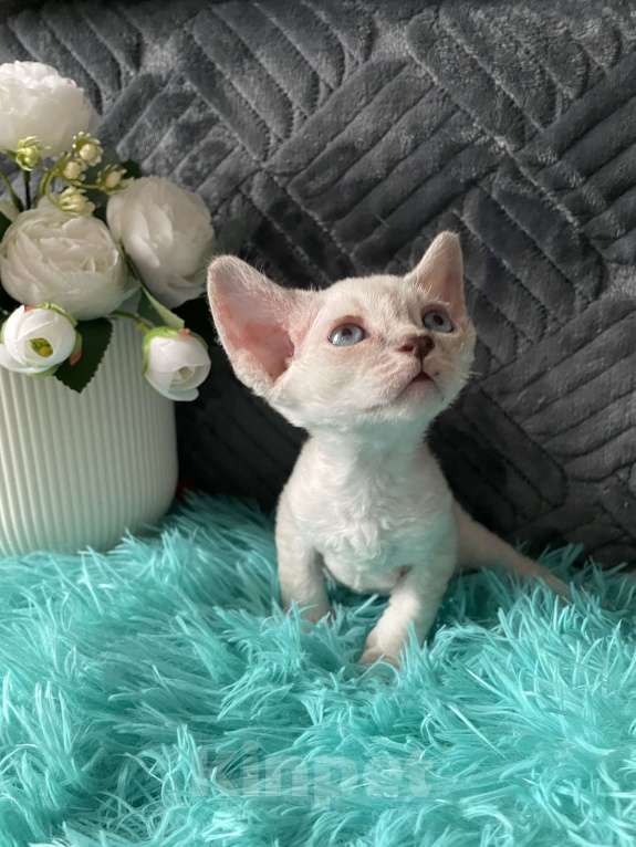Кошки в Москве: Котенок Девон Рекс мальчик с голубыми глазами Мальчик, 60 000 руб. - фото 4