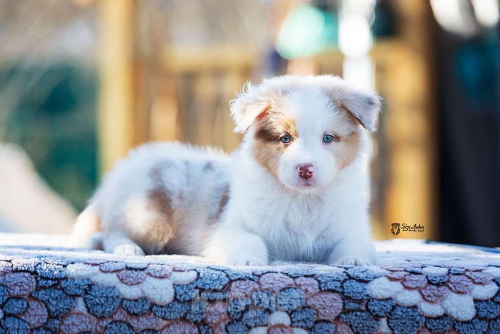 Собаки в Москве: Австралийская овчарка, аусси Девочка, 150 000 руб. - фото 3