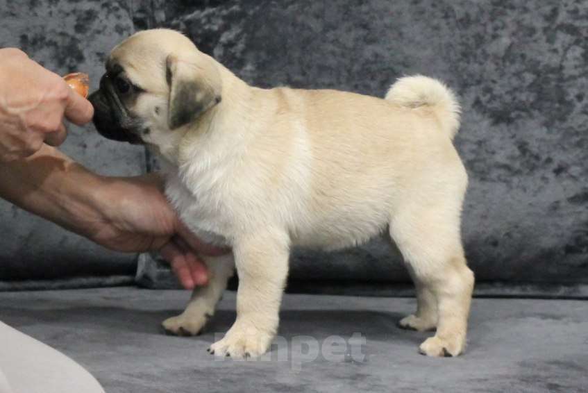 Собаки в Калуге: Мопс Девочка, 50 000 руб. - фото 8