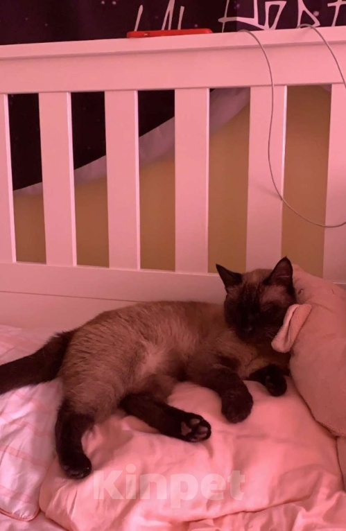 Кошки в Ярославле: Потерялся кот Мэт  Мальчик, 5 000 руб. - фото 2