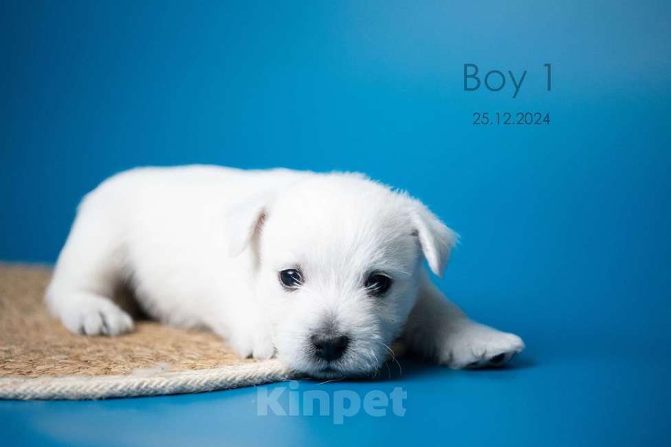 Собаки в других городах Мурманской области: Щенки Вест-хайленд-уайт-терьера Девочка, 75 000 руб. - фото 3