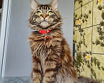 Кошки в Москве: Котёнок Мейн-кун Девочка Девочка, 40 000 руб. - фото 7