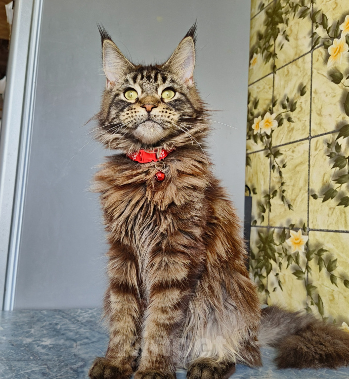 Кошки в Москве: Котёнок Мейн-кун Девочка Девочка, 40 000 руб. - фото 7
