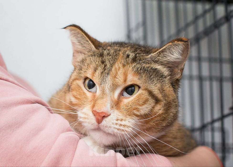 Кошки в Москве: Малинку не выбирают из-за ее глазок Девочка, Бесплатно - фото 1