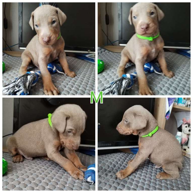 Собаки в Котельнике: Доберман Изабэлловый Щенки Мальчик, 45 000 руб. - фото 1