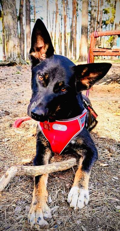 Собаки в Москве: Дейзи Мальчик, Бесплатно - фото 3