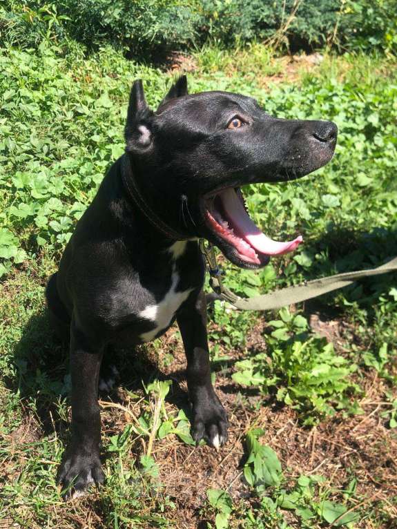 Собаки в Курске: Мальчик американский питбультерьер Мальчик, 15 000 руб. - фото 2