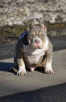 Американский булли подрощеный щенок