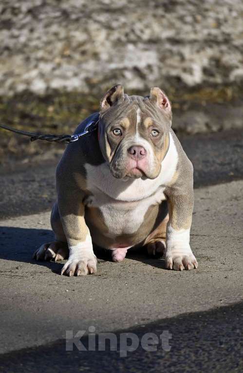 Собаки в Москве: Американский булли подрощеный щенок Мальчик, 100 000 руб. - фото 1