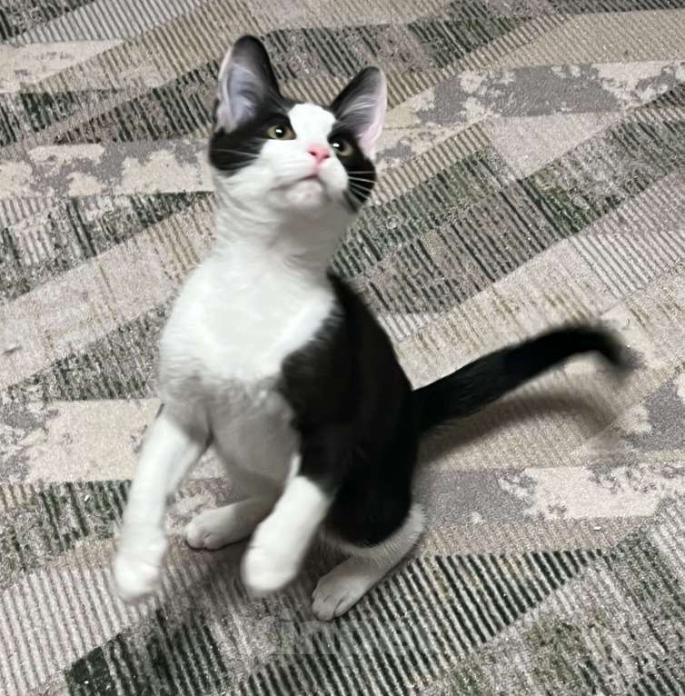 Кошки в других городах Московской области: Ласковый котенок Оскар 3 месяца Мальчик, Бесплатно - фото 8