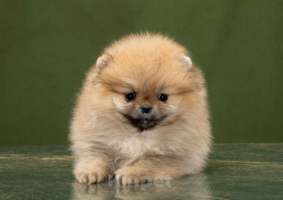 Собаки в Новосибирске: Померанский шпиц Девочка, 50 000 руб. - фото 1