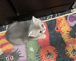 Кошки в Санкт-Петербурге: Котята шотландские Мальчик, Бесплатно - фото 9
