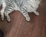 Кошки в Кургане: Котик шотландскии., 500 руб. - фото 3