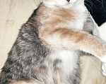 Кошки в Новокубанске: Котята метисы, Бесплатно - фото 4
