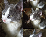 Кошки в Рязани: Серо- белый умный котик Мальчик, 10 руб. - фото 4