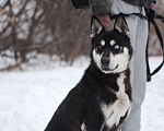 Собаки в Москве: Энергичный Сириус ищет дом! Мальчик, Бесплатно - фото 2