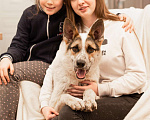 Собаки в Москве: Дольче в поисках дома Девочка, Бесплатно - фото 2