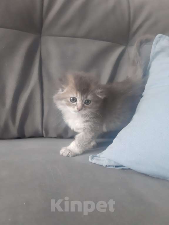 Кошки в Санкт-Петербурге: Шотландские вислоухие и прямоухие котята Девочка, 8 000 руб. - фото 2